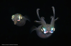 squids by Raffaele Livornese 